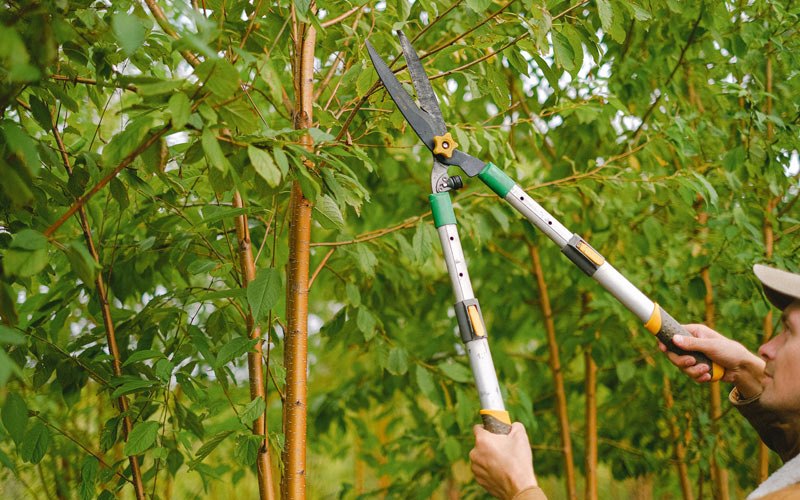 Tree trimming in Olean, MO
